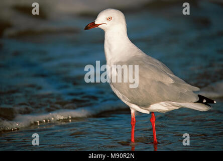 Silver Gull standing in sea Australia, Witkopmeeuw staand in zee Australie Stock Photo