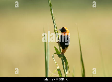 Grenadierwever zitten in rietstengel Zuid Afrika; Southern Red Bishop perched at reed stem South Africa Stock Photo