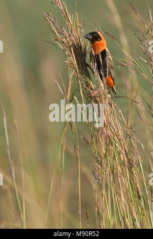 Grenadierwever zitten in rietstengel Zuid Afrika; Southern Red Bishop perched at reed stem South Africa Stock Photo