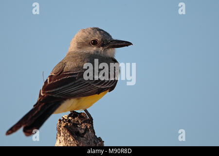 Tropische Koningstiran zittend op paal Mexico, Tropical Kingbird perched on pole Mexico Stock Photo