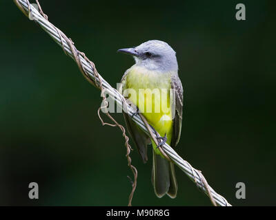 Tropische Koningstiran zittend op draad Tobago, Tropical Kingbird perched at wire Tobago Stock Photo