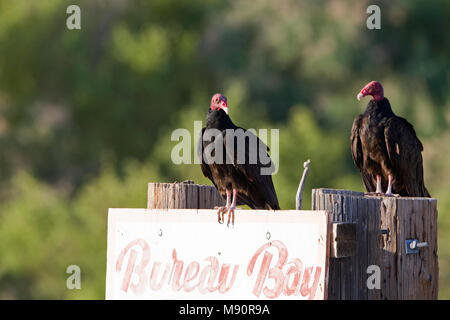 Twee Kalkoengieren zittend op reclamebord Californie USA, Two Turkey Vultures perched on advertisement board California USA Stock Photo