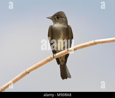 Westelijke Bospiewie zittend op stengel Californie USA, Western Wood-Pewee perched on stalk California USA Stock Photo