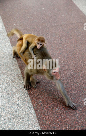 Monkey Carrying Baby On Back Stock Photo Alamy