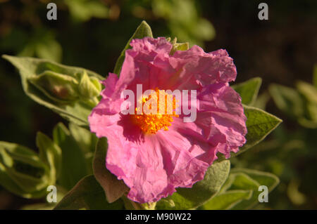 A rock rose with pink crinkly petals and orange stamen, bathed in bright mediterranean sunshine. Stock Photo