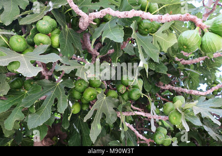 Ripening figs on tree in springtime Stock Photo