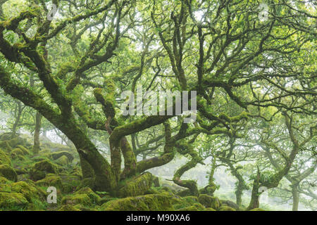 Moss covered, twisted stunted oak trees growing in Wistman’s Wood SSSI, Dartmoor National Park, Devon, England. Summer (July) 2017. Stock Photo