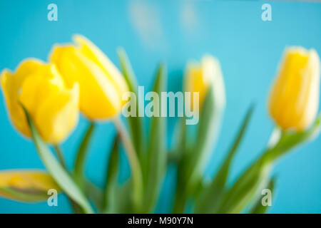 Blurred floral background of bouquet of yellow tulips on turquoise background. Stock Photo