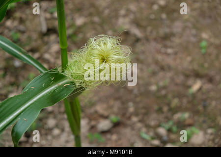Corn on tree. Royalty high quality free stock image of green corn on tree. Corn is a popular food in Vietnam Stock Photo