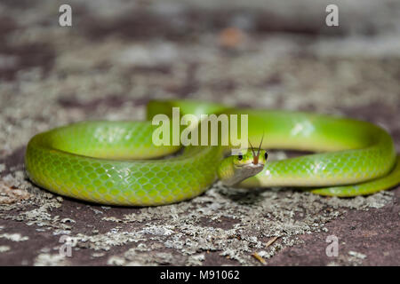 Smooth Green Snake (Opheodrys vernalis) Stock Photo