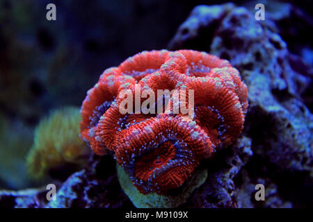 Blastomussa LPS Coral Stock Photo