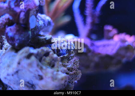 Sailfin Algae Blenny (Salarias fasciatus) Stock Photo