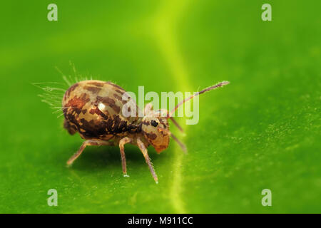 Globular Springtail (Dicyrtomina saundersi) resting on a rhododendron leaf. Tipperary, Ireland Stock Photo