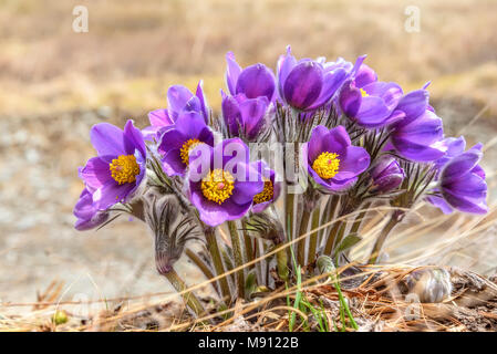 Beautiful bouquet of lilac flowers snowdrops (pulsatilla patens) close-up on a blurred background of dry grass Stock Photo