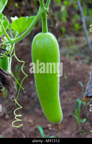 Raw bottle gourd, dudhi bhopla or Lagenaria siceraria in a farm at Khedshivapur at Pune Stock Photo