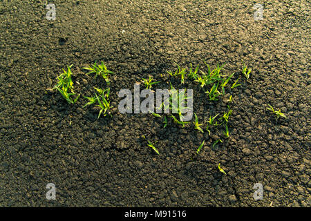 Grasses insert from asphalt road. Stock Photo