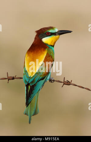 europese bijeneter zittend op prikkeldraad; European Bee-eater sitting on barbed wire; Stock Photo