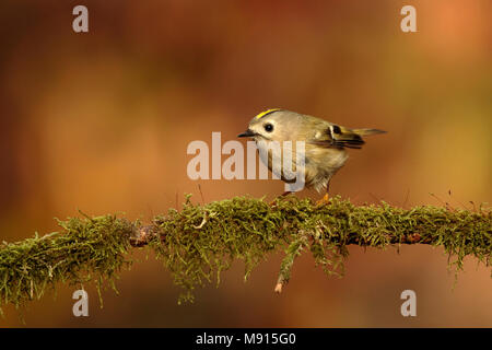 Goudhaan zittend op bemoste tak in herfst zonnetje; Goldcrest sitting on branch in autumn sun; Stock Photo