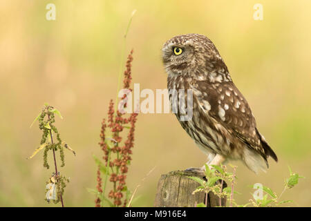 Steenuil zittend in een paal, Little Owl sitting on a pole, Stock Photo