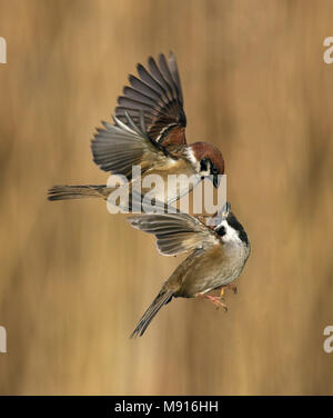 Ringmus vechtend en vliegend; Eurasian Tree Sparrow fighting and flying; Stock Photo