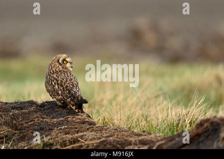 velduil zittend op heuveltje; Short-eared owl sitting on hill; Stock Photo