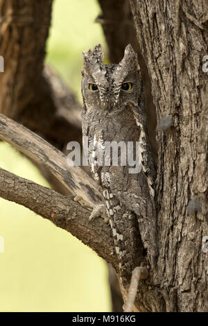 Afrikaanse Dwergooruil zit gecamoufleerd in een boom, African Scops-Owl sitting in tree camouflaged, Stock Photo
