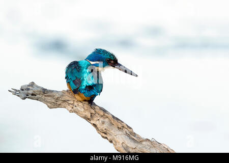 Kobalt Ijsvogel op tak; half-collared kingfisher on branch; Stock Photo