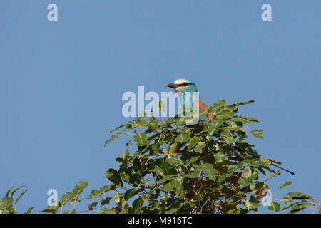 Sahelscharrelaar in een boomtop, Abyssinian Roller perched in a treetop Stock Photo