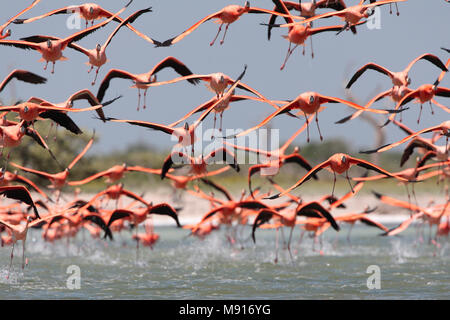 Rode Flamingo een groep opvliegend uit water Mexico, American Flamingo a flock about to take-off from water Mexico Stock Photo