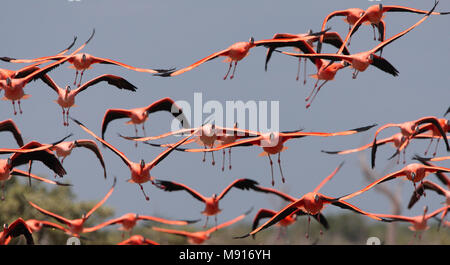 Rode Flamingo een groep in vlucht Mexico, American Flamingo a flock in flight Mexico Stock Photo