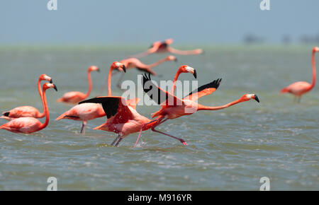 Rode Flamingo een groep opstijgend uit het water Mexico, American Flamingo a flock about to take-off from water Mexico Stock Photo