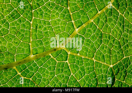 Gunnera leaf underside Stock Photo