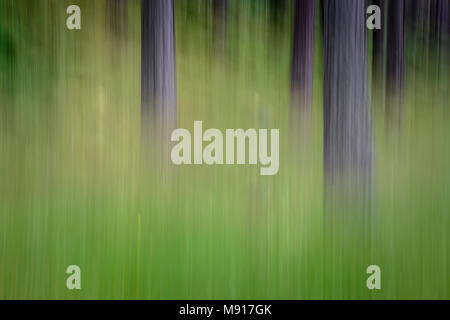Blurry trees Stock Photo