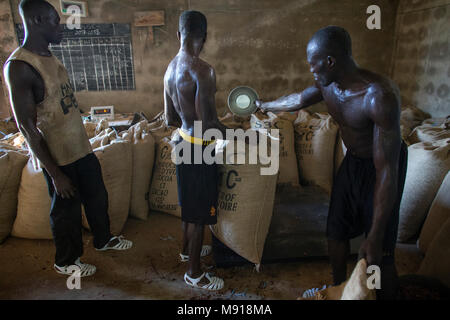 Ivory Coast. Workers filling and weighing cocoa bags. Stock Photo