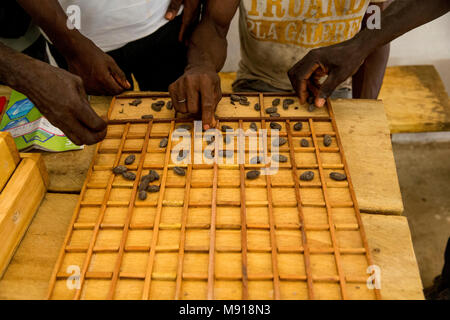 Ivory Coast. Cocoa producers calibrating beans. Stock Photo