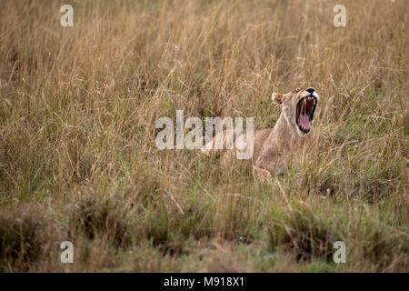 Lioness yawning (Panthera leo).  Masai Mara game reserve. Kenya. Stock Photo