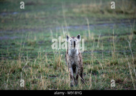 Topi (damaliscus Lunatus).  Masai Mara game reserve. Kenya. Stock Photo