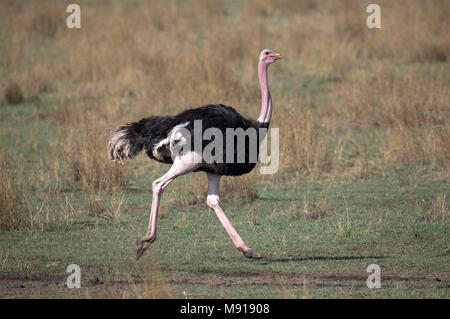 Ostrich in savanna. Masai Mara game reserve. Kenya. Stock Photo