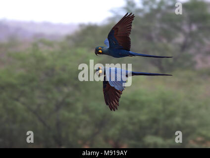 Lear's Macaw (Anodorhynchus leari) pair in flight Stock Photo