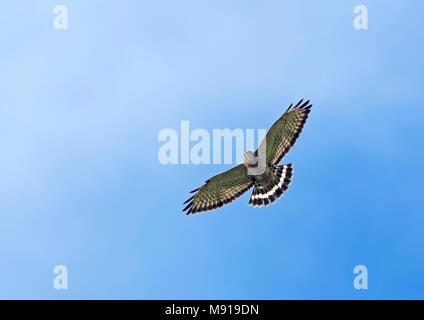 Breedvleugelbuizerd, Broad-winged Hawk, Buteo platypterus in flight. Colombia. Stock Photo