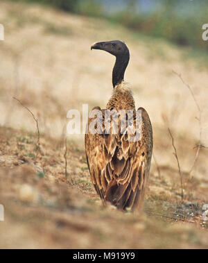 Dunsnavelgier, Slender-billed Vulture, Gyps tenuirostris Stock Photo