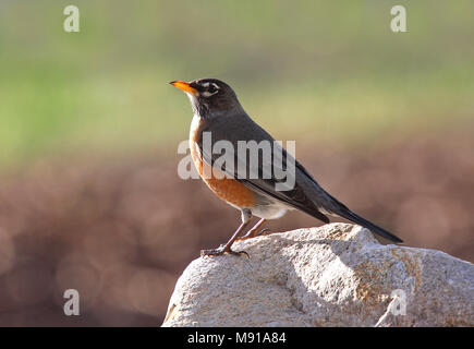 Roodborstlijster vrouwtje zittend op een steen; American Robin (Turdus migratorius) female perched on a rock Stock Photo
