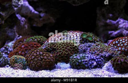 Zoas coral colony garden in coral reef aquarium tank Stock Photo
