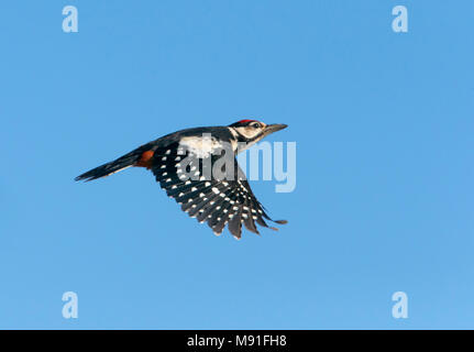 Grote Bonte Specht in vlucht; Great Spotted Woodpecker (Dendrocopos major) in flight Stock Photo