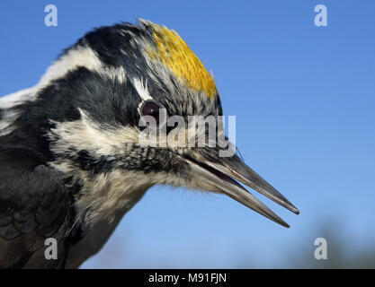 Drieteenspecht, Three-toed Woodpecker, Picoides tridactylus Stock Photo