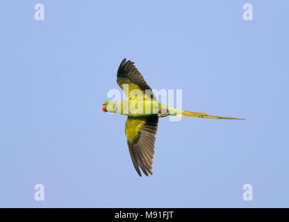 Halsbandparkiet in vlucht, Rose-ringed Parakeet in flight Stock Photo