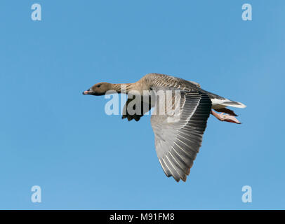Pink-footed Goose Iceland in flight Lyhytnokkahanhi Islanti lennossa Anser brachyrhynchus Stock Photo