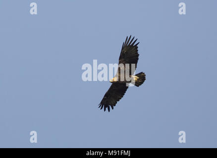 Keizerarend in vlucht; Eastern Imperial Eagle (Aquila heliaca) in flight Stock Photo