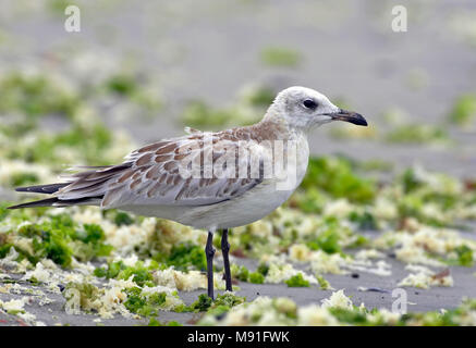 Juveniele Zwartkopmeeuw, Juvenile Mediterranean Gull Stock Photo