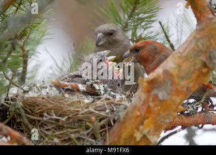 Grote Kruisbek, Parrot Crossbill, Loxia pytyopsittacus Stock Photo